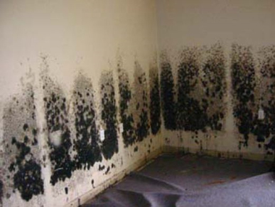 Mold and Mildew Removal Mclean,  VA